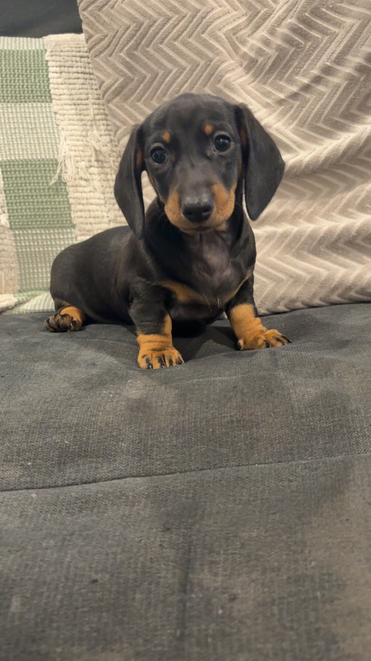 Dachshund – Penrith