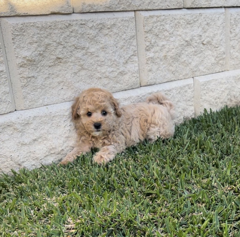 Toy Poodle – Mount Annan