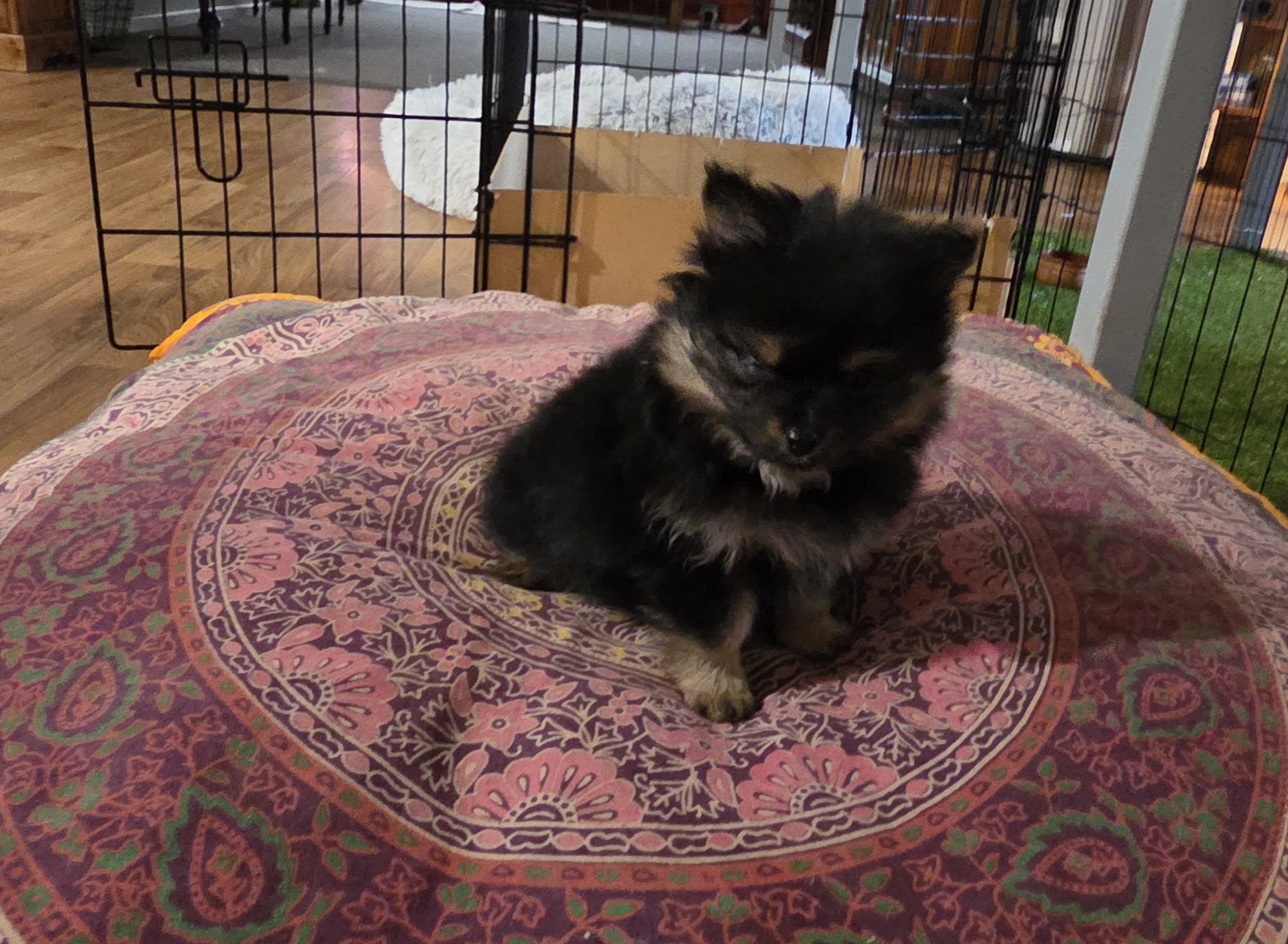 Pomeranian – Perup