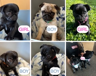 Pug – Melbourne