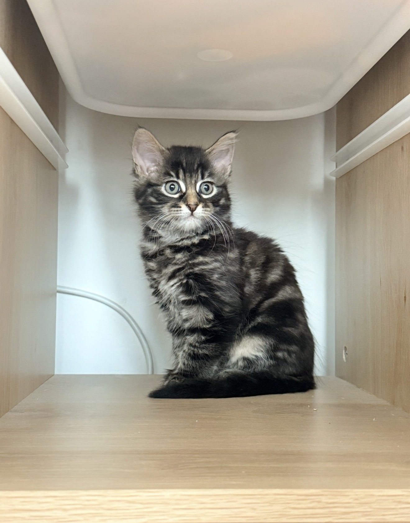 Domestic Short Hair (DSH) – MacGregor