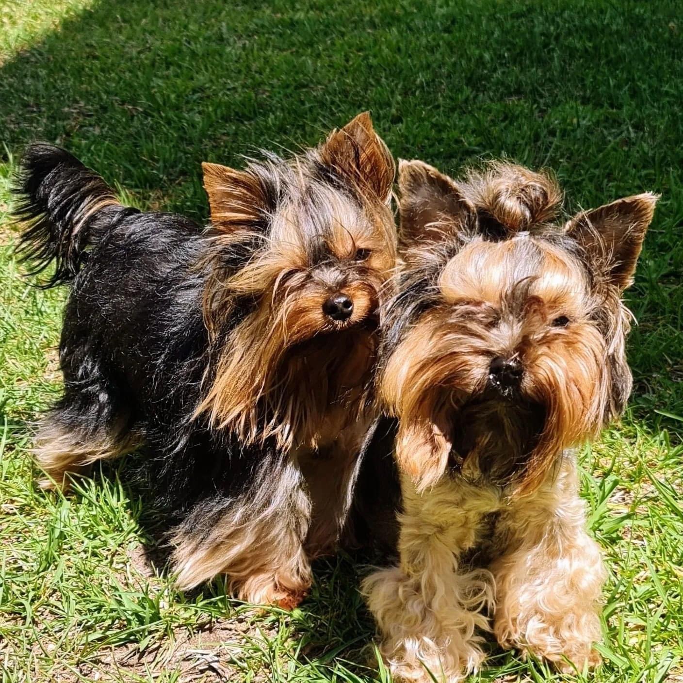 Purebred Yorkshire Terriers