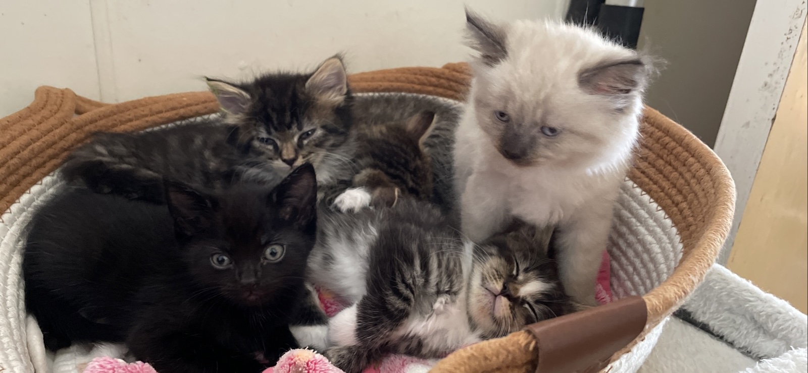 Other Cats – Raymond Terrace