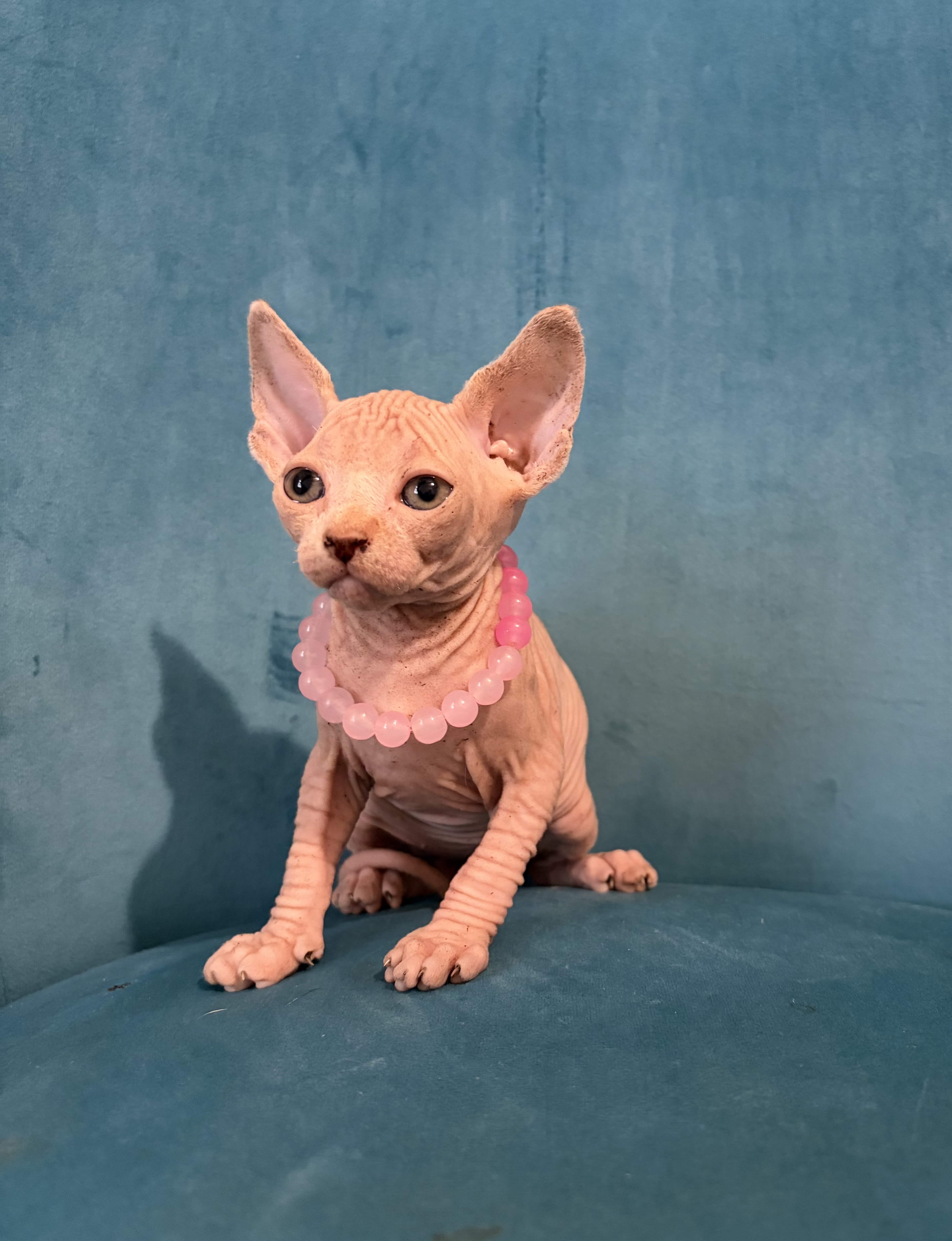 Sphynx – Gloucester
