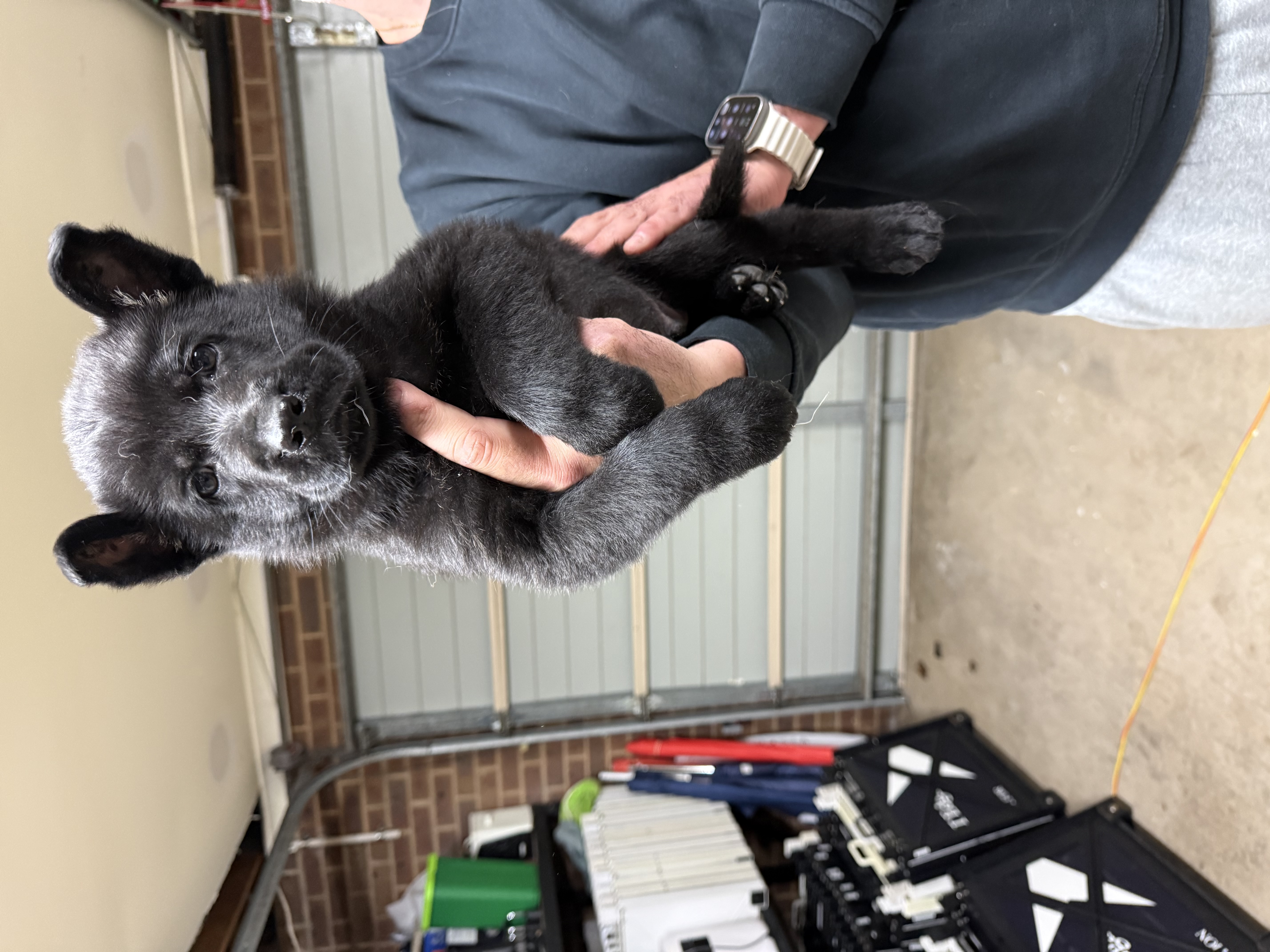 German Shepherd – Taylors Hill