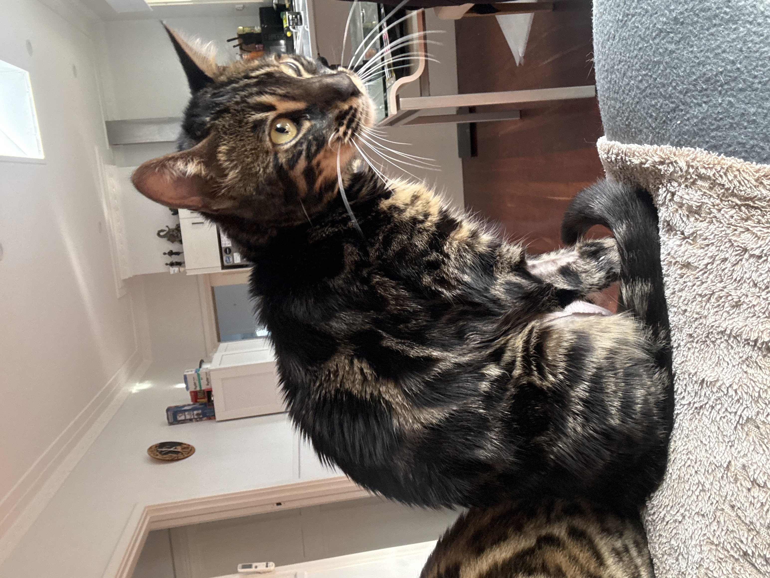 Bengal – Bunbury