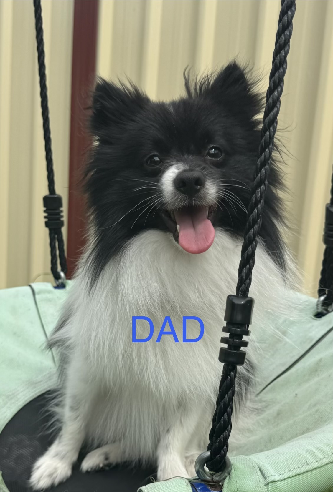 Pomeranian – Blacktown
