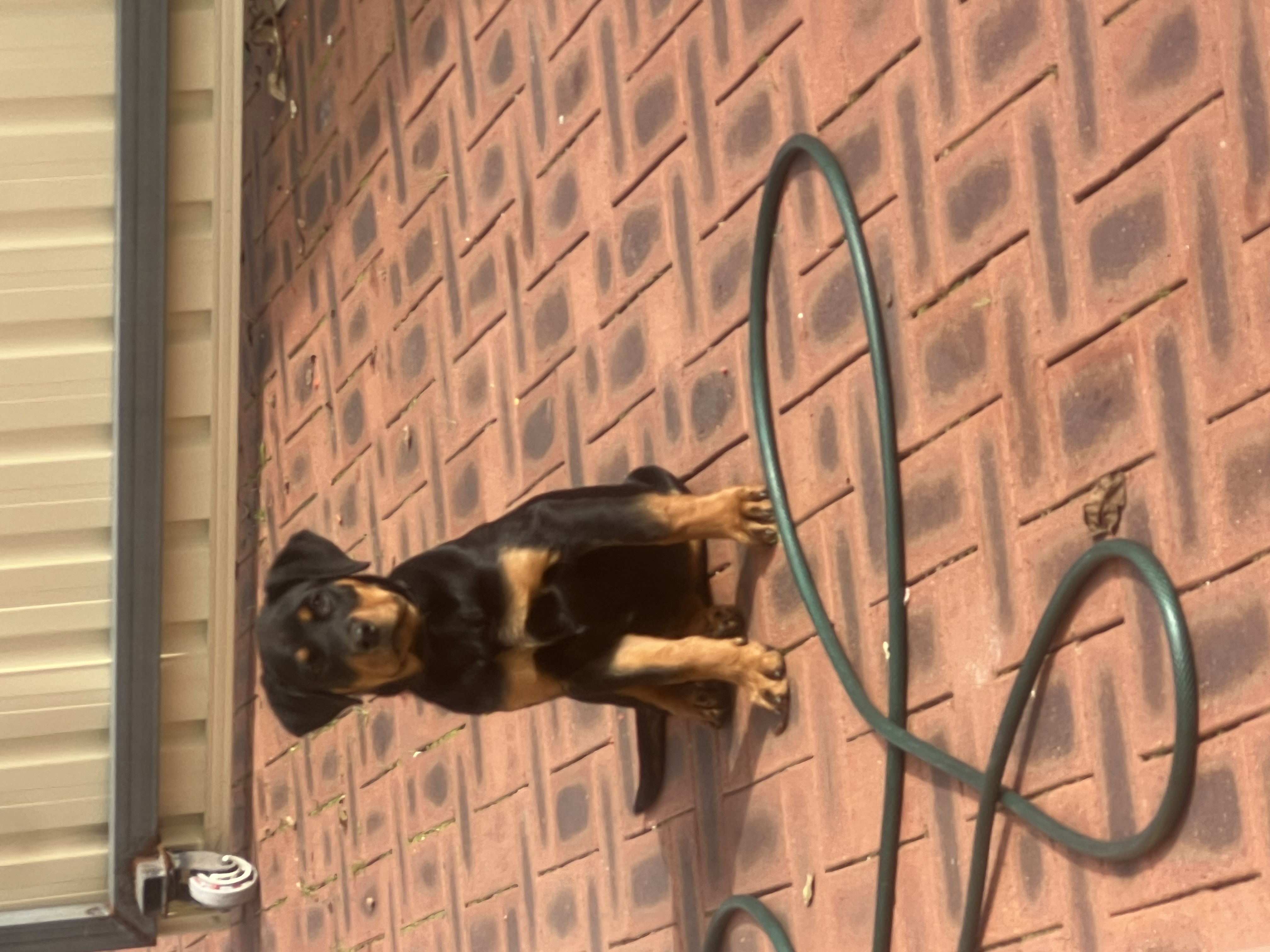 Rottweiler – Mandurah