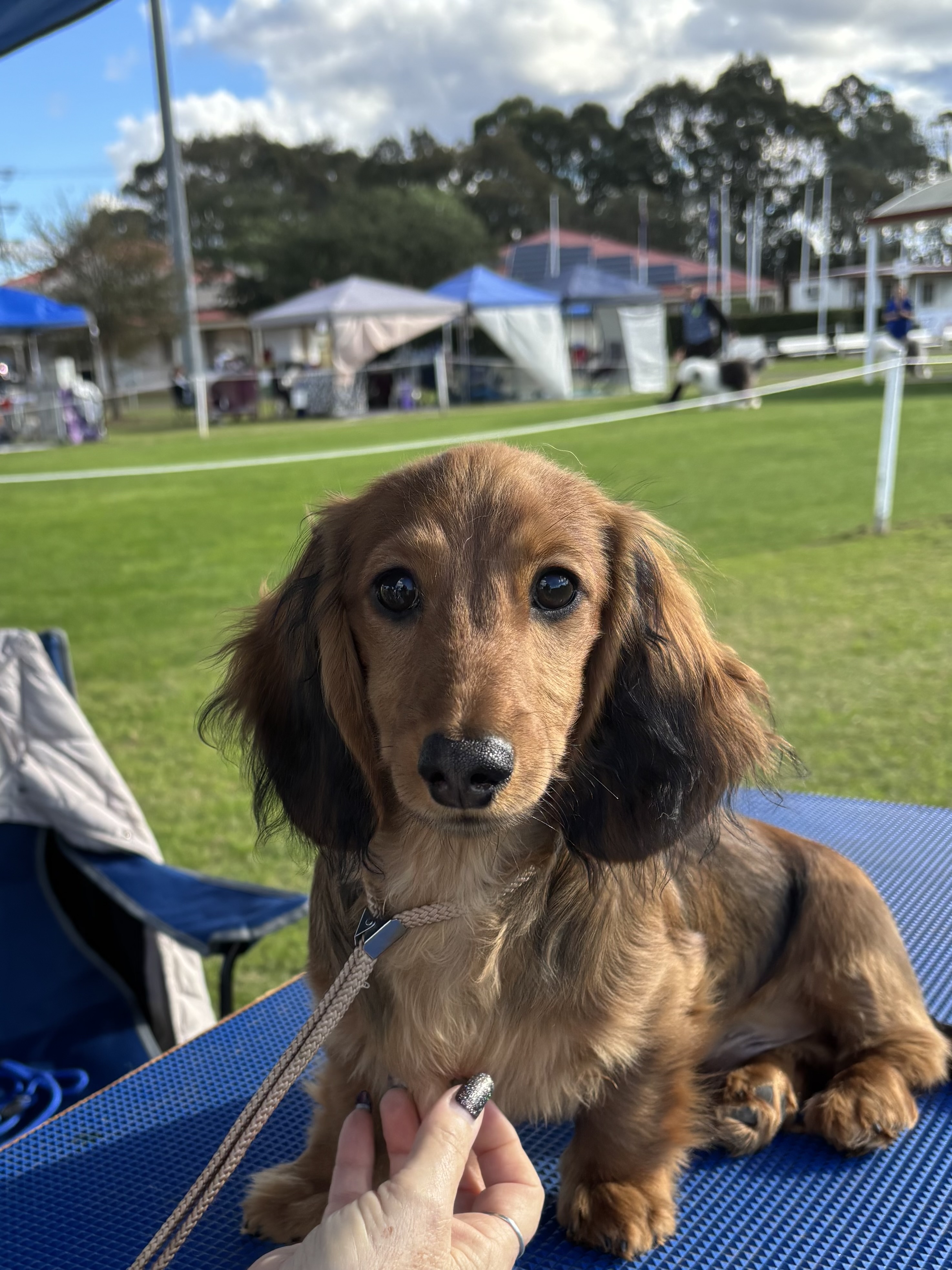 Dachshund – Goulburn