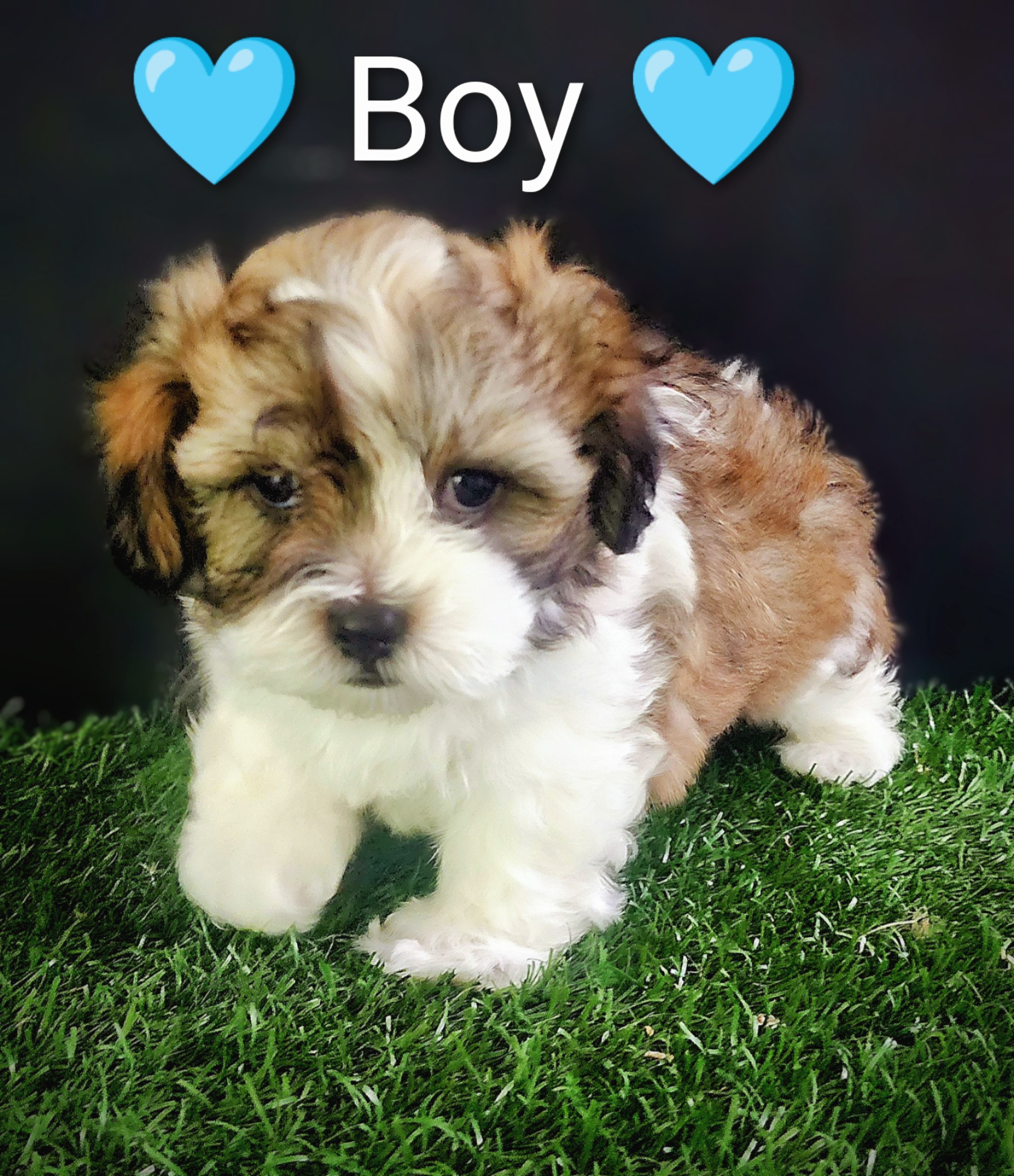 Maltese Shih Tzu – Ashmore