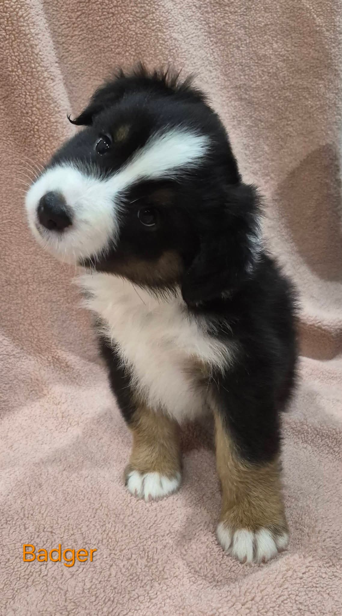 Australian Shepherd – Central Coast,
