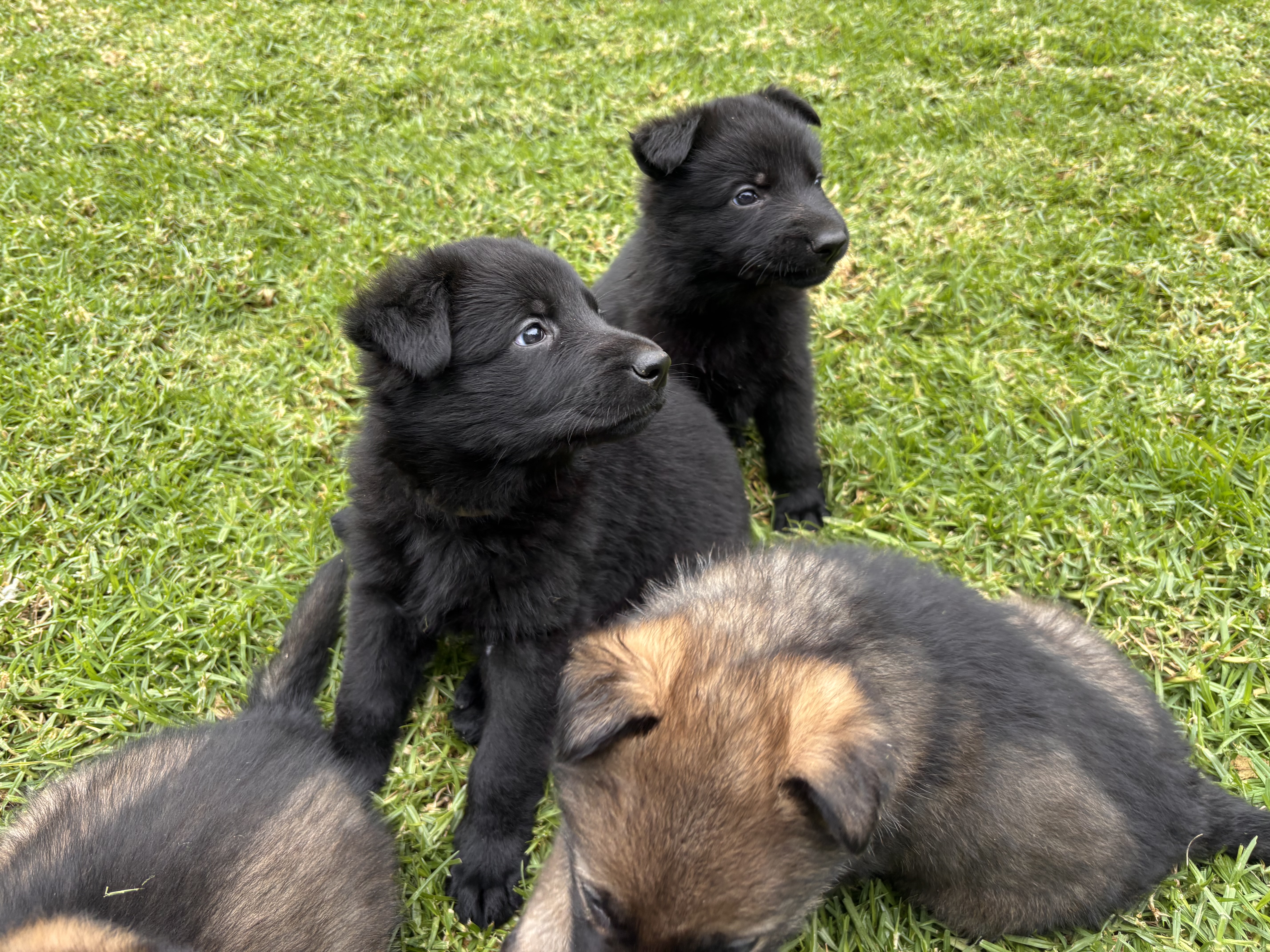 German Shepherd – Mildura