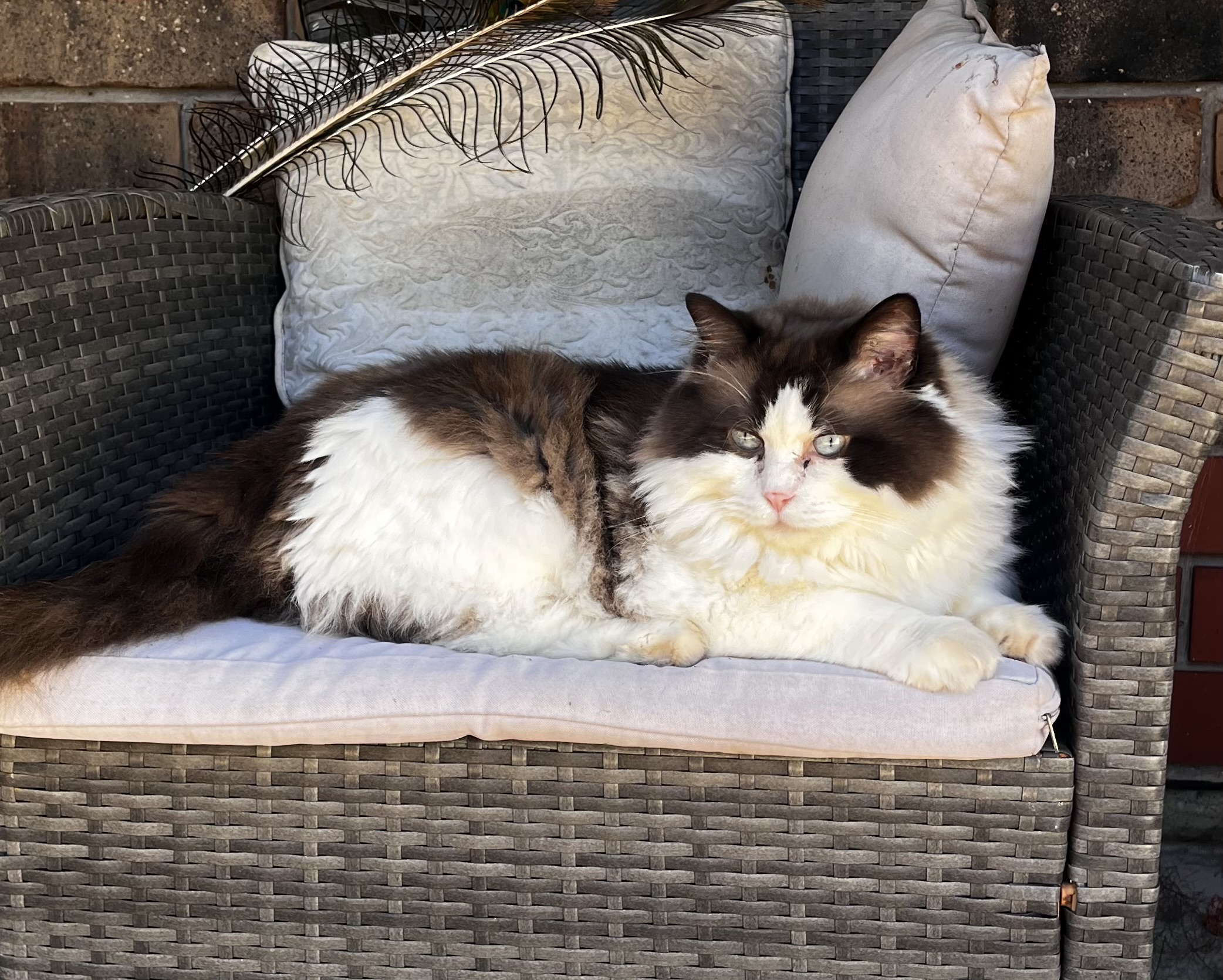 Ragdoll – Coromandel Valley