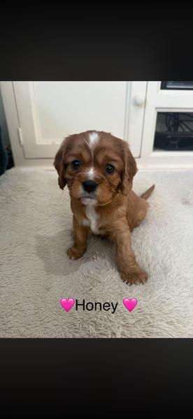 Cavalier King Charles Spaniel – Balliang