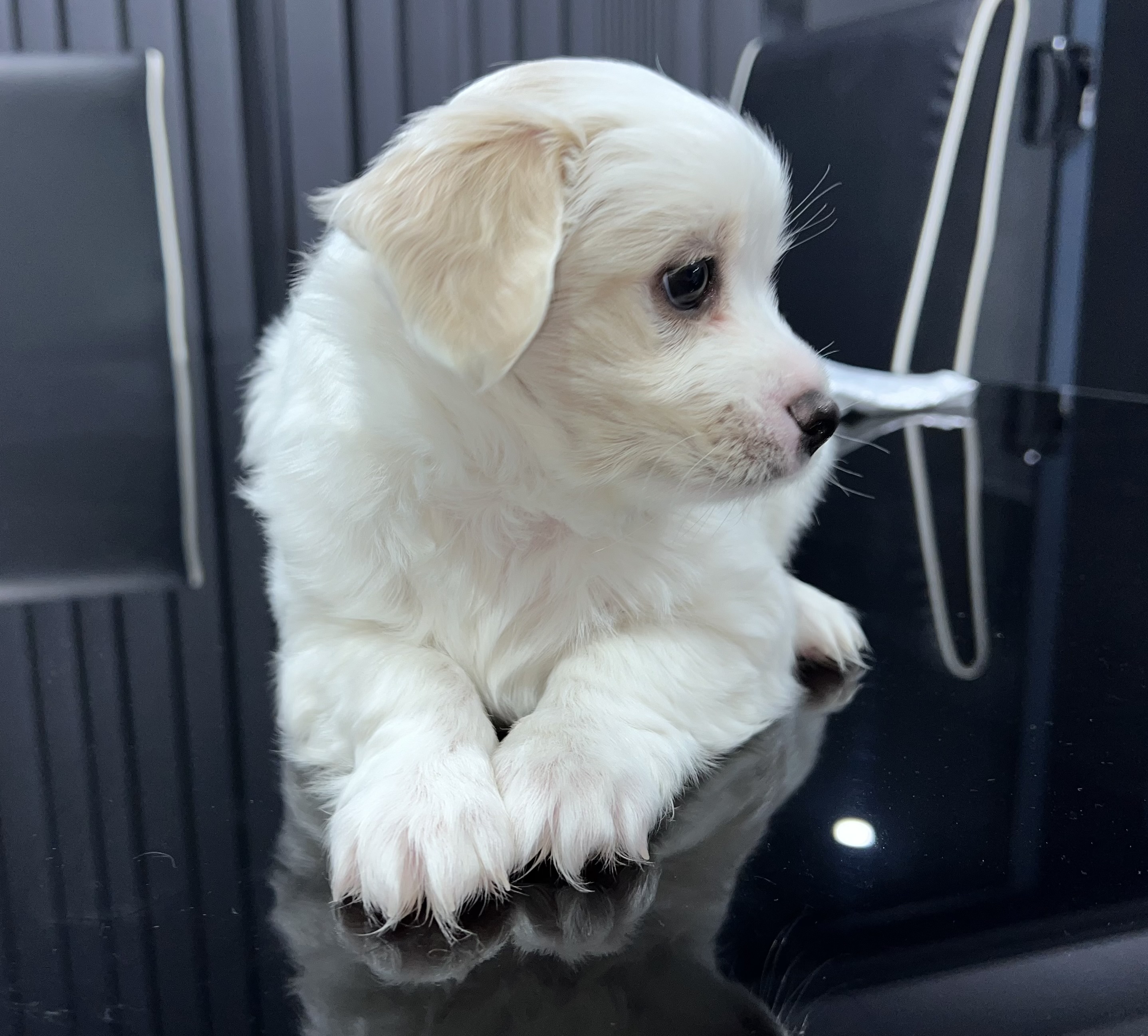 Maltese Chihuahua puppies for sale