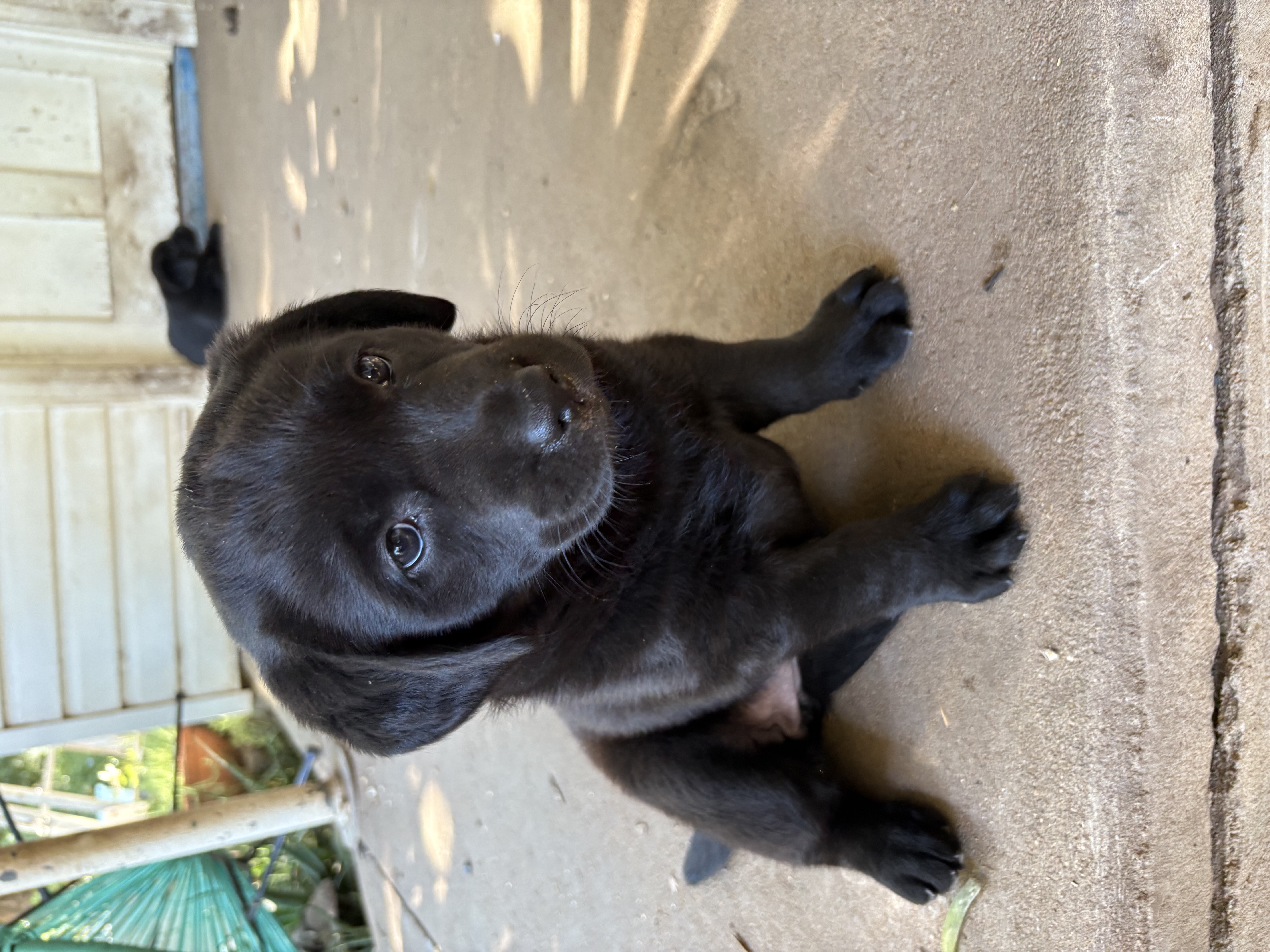 Labrado Form Labrador Retriever - Coonamble - PetsForHomes