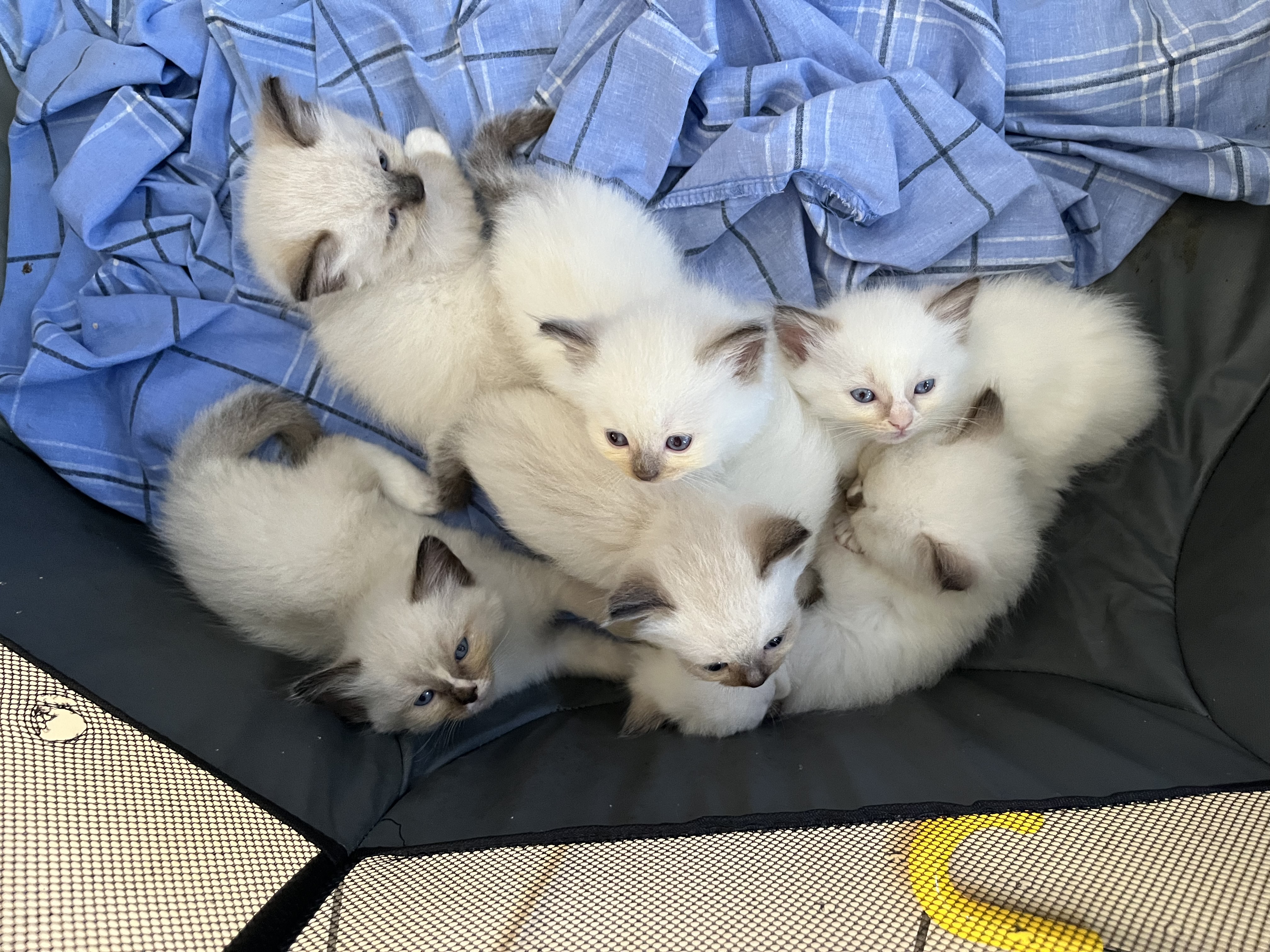 Ragdoll – Banksia Beach