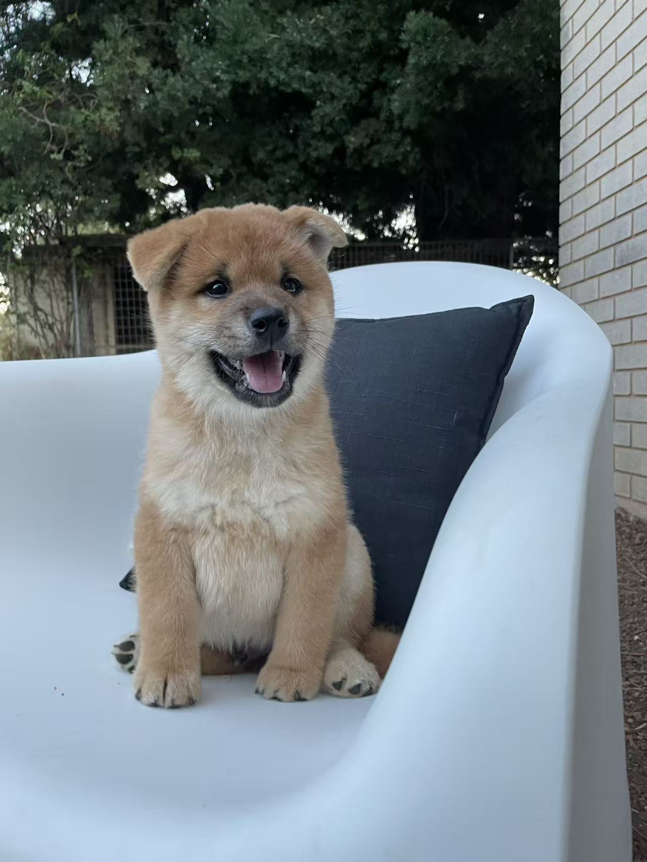 Shiba Inu – Leppington