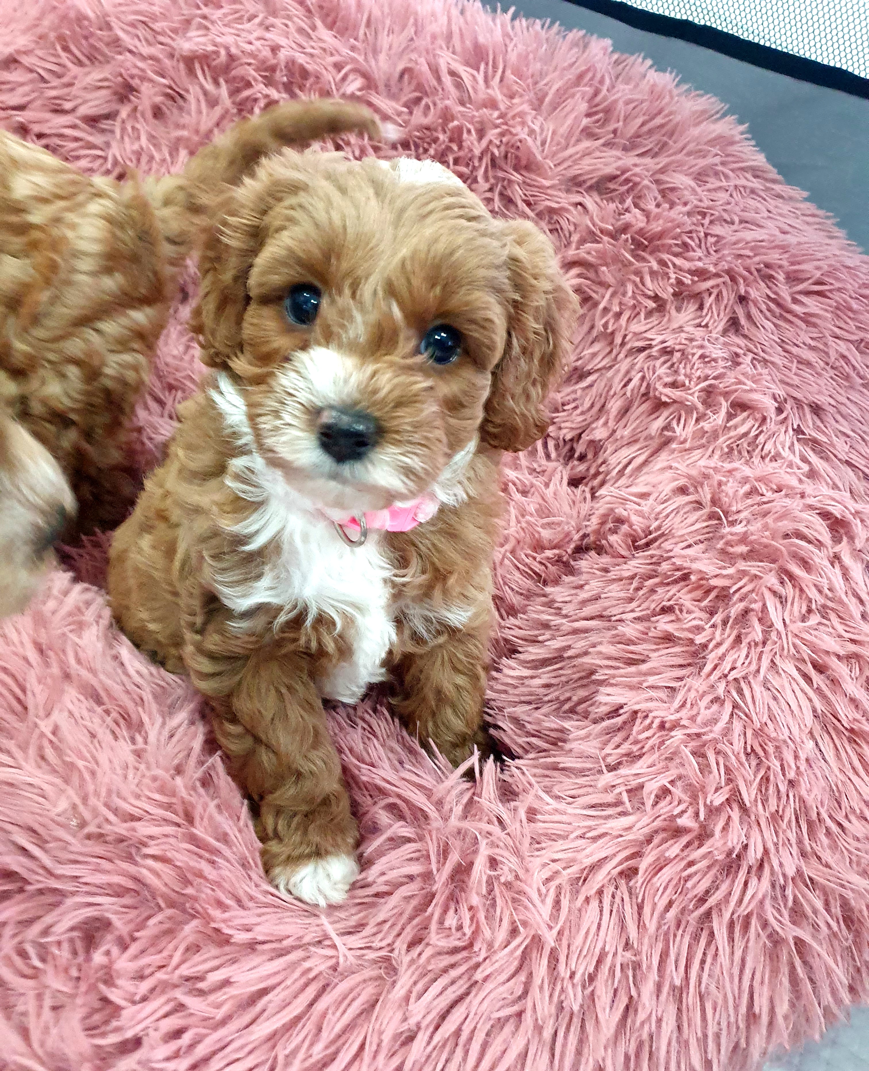 Toy size Cavoodle Puppies