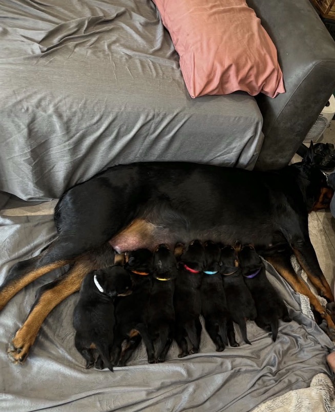 Rottweiler – Campbelltown