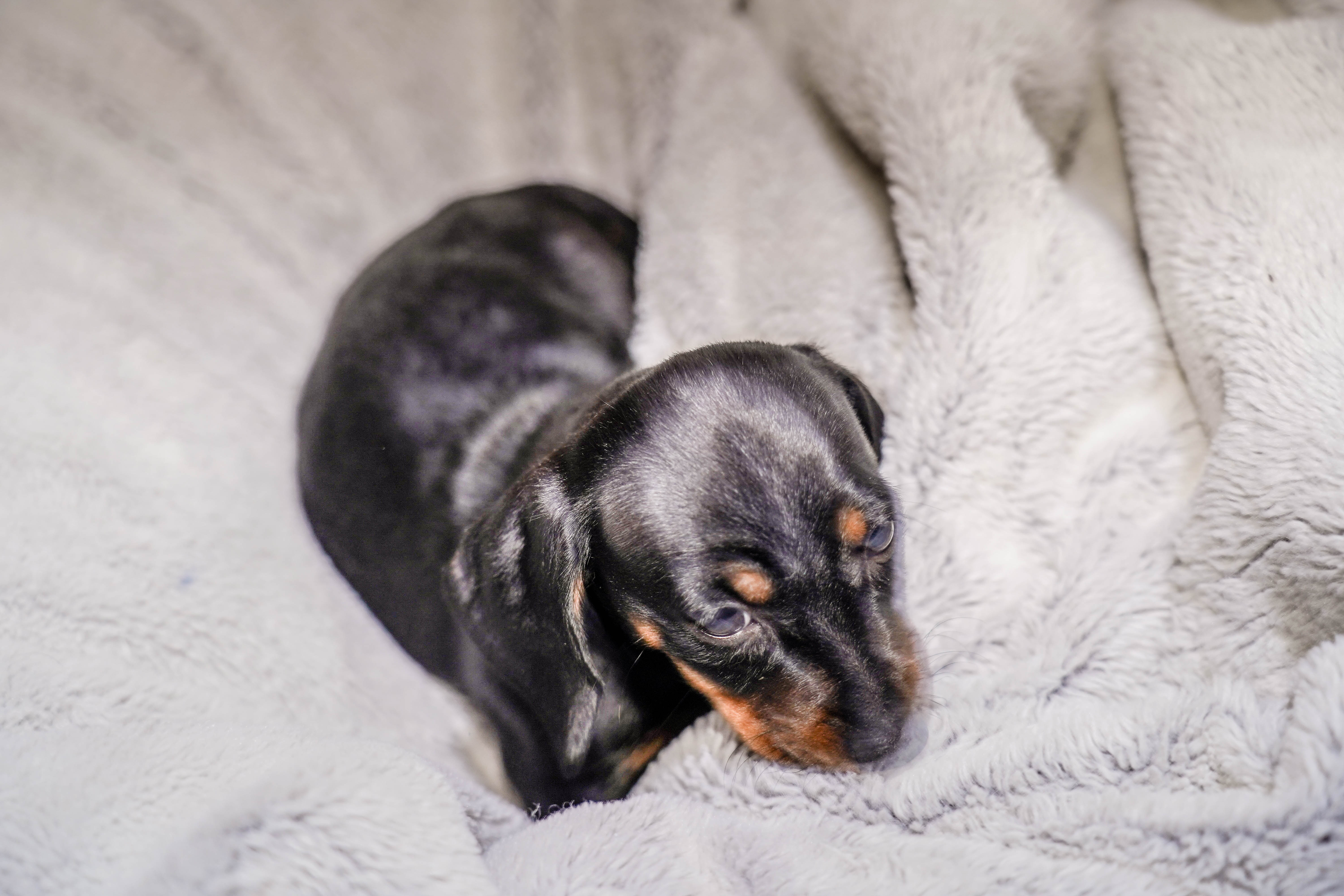 Miniature Dachshund – Klep Kennels