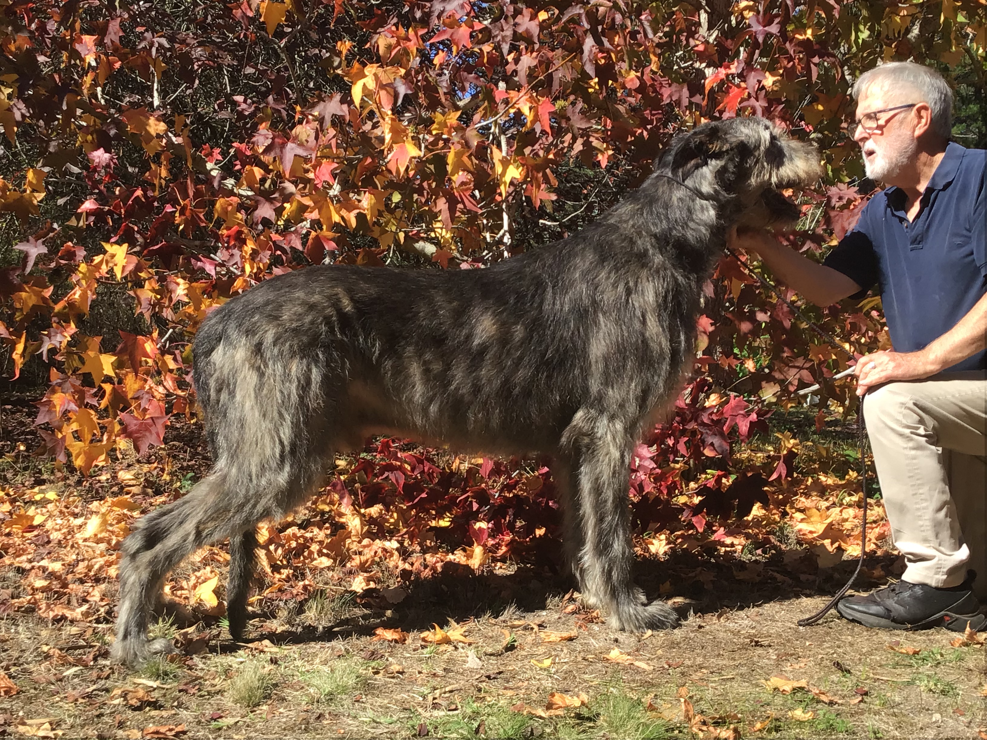 Irish Wolfhound