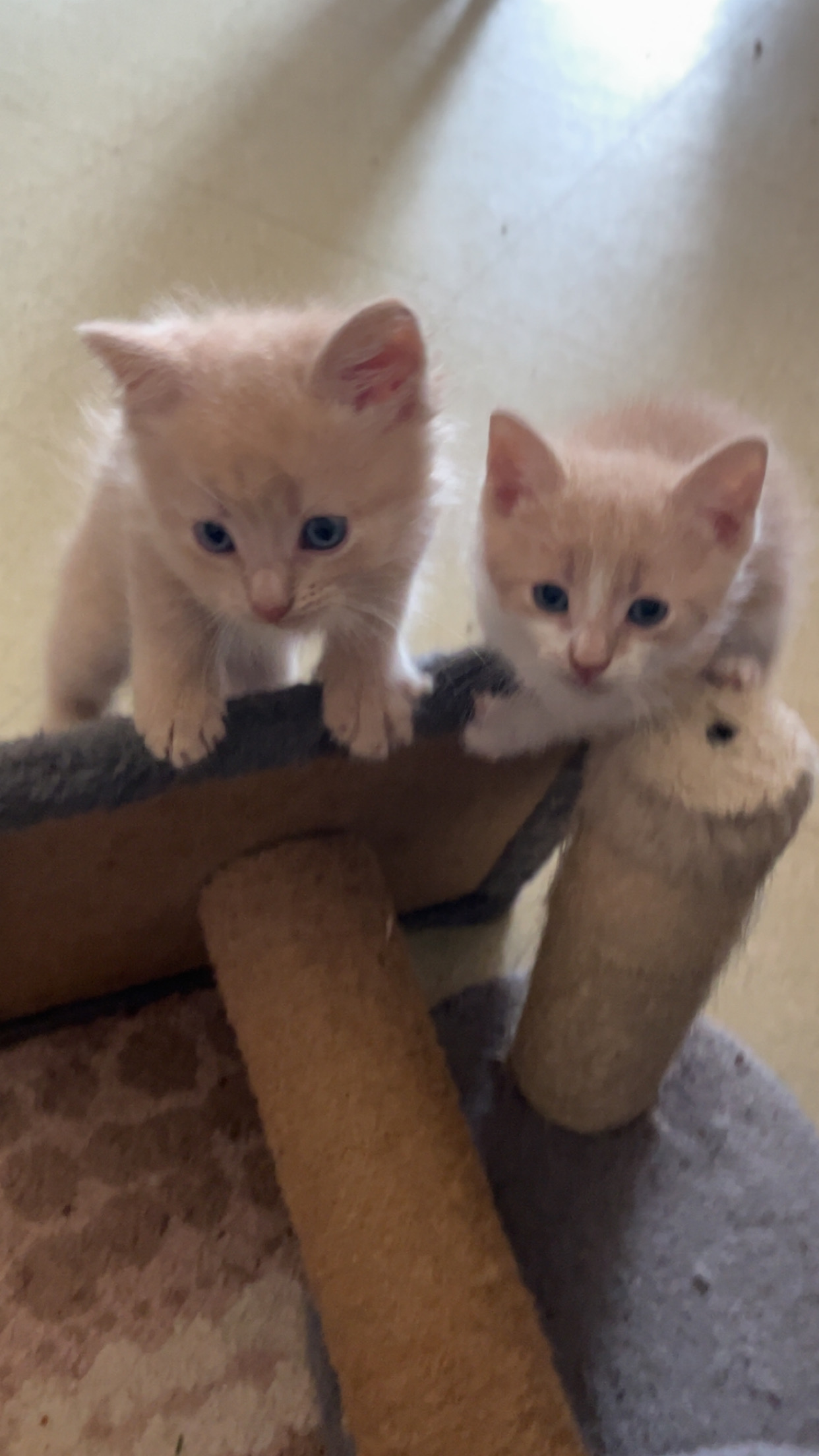 Domestic Medium Hair (DMH) – Cranebrook