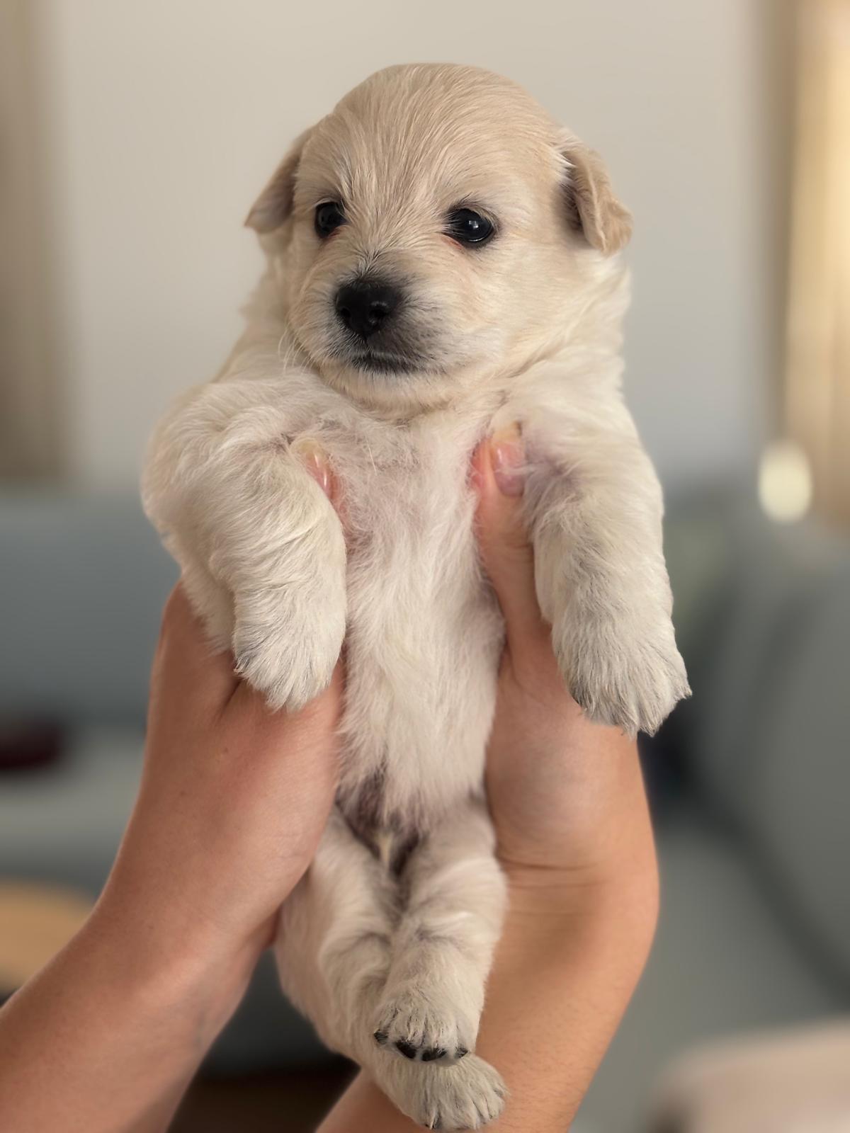 Pomeranian – Bundaberg Central