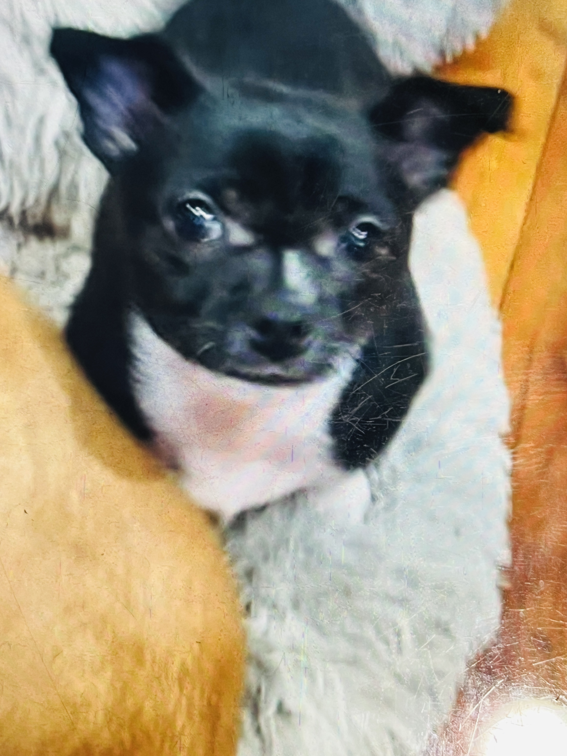 Chihuahua – Sadleir