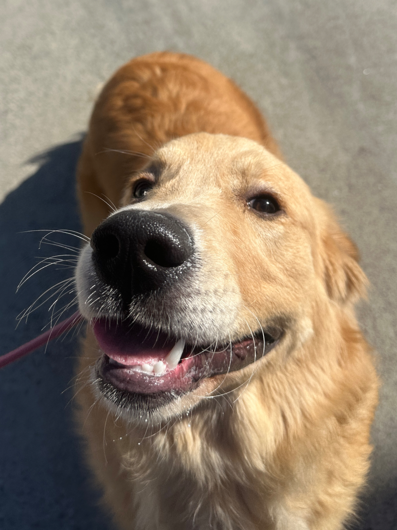 Golden Retriever – Esther