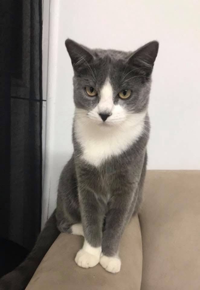 Russian Blue – Killarney Vale