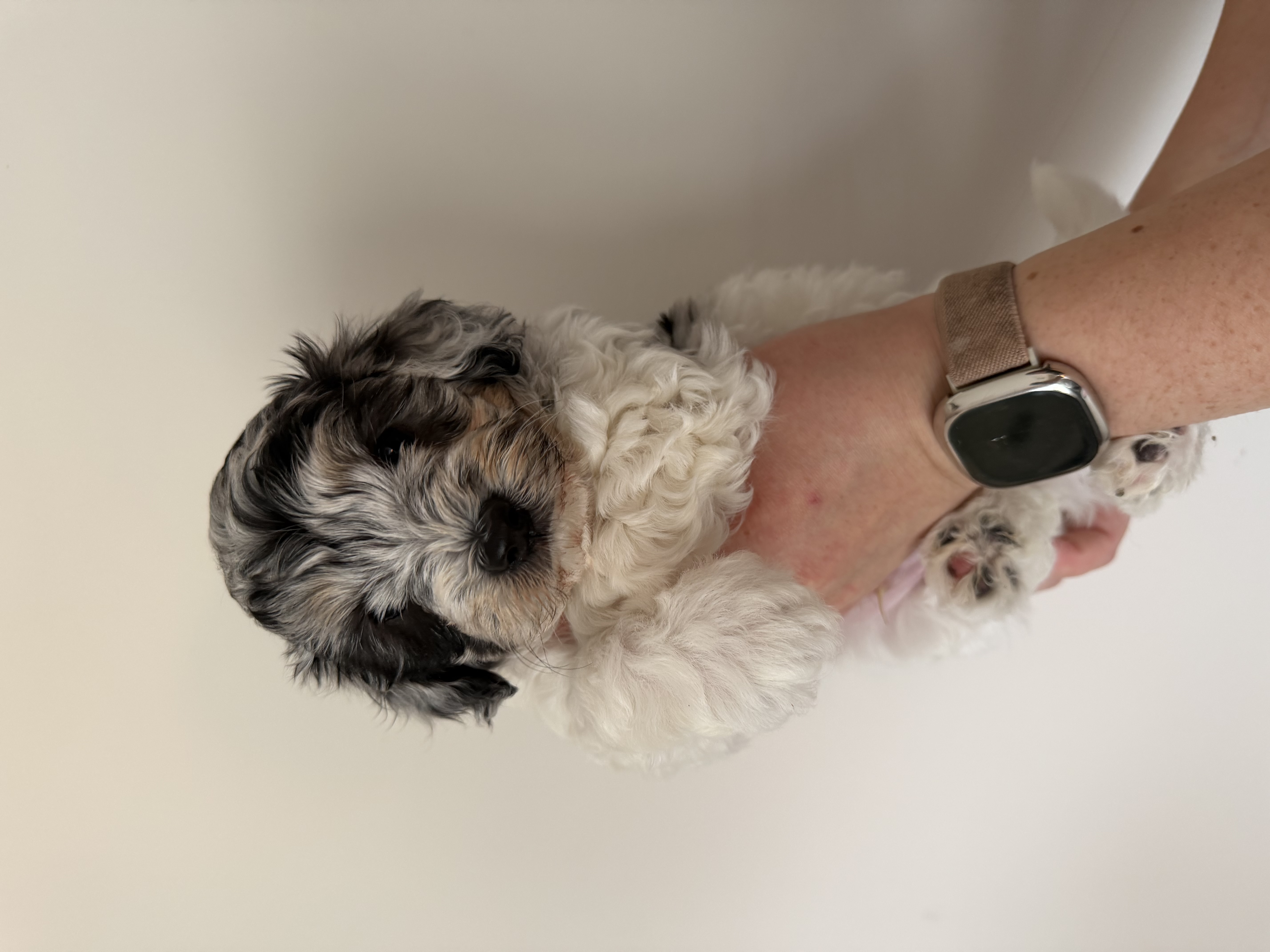 Shih Tzu – Macedon