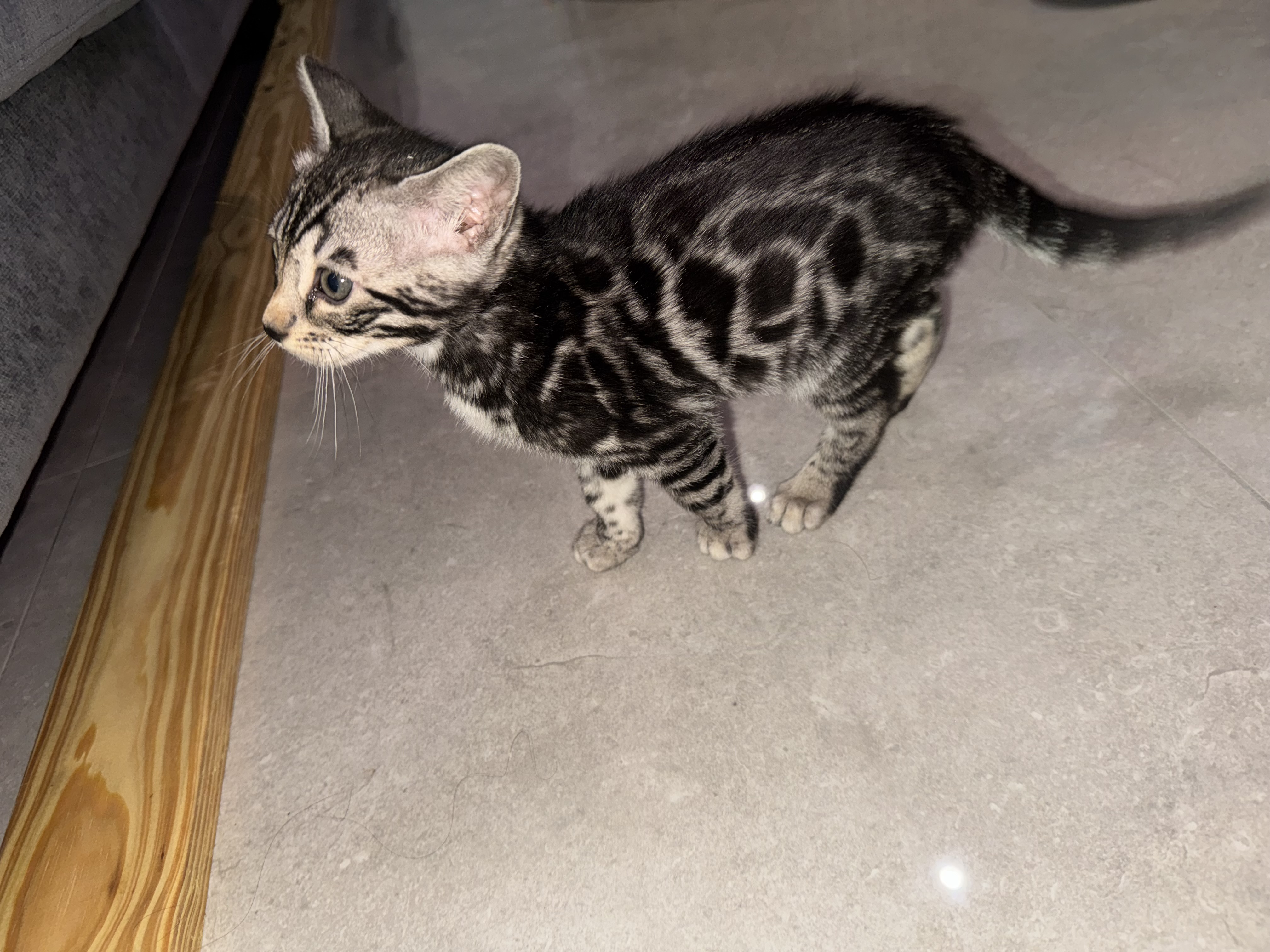 Bengal – Granville