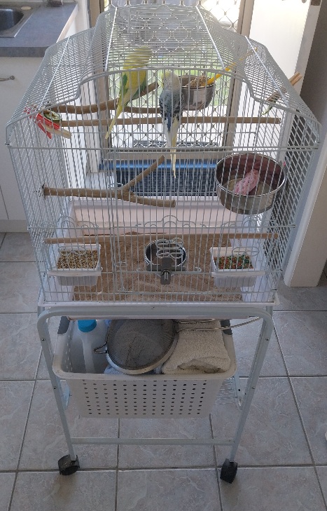 Budgerigar – Margate