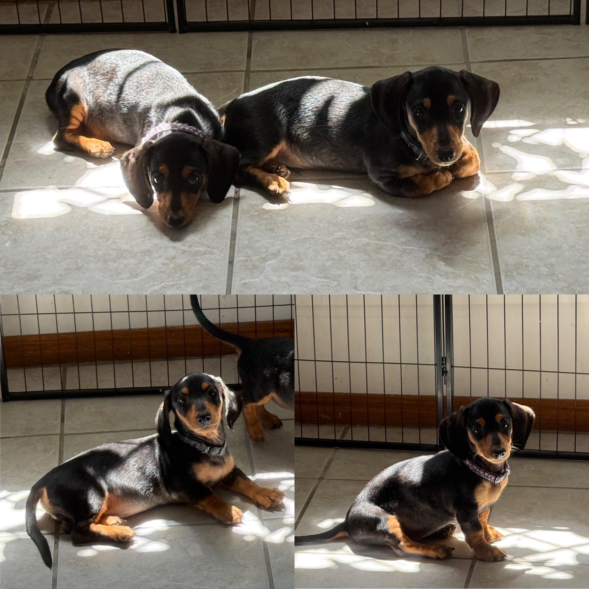 Miniature Dachshund – Hervey Bay