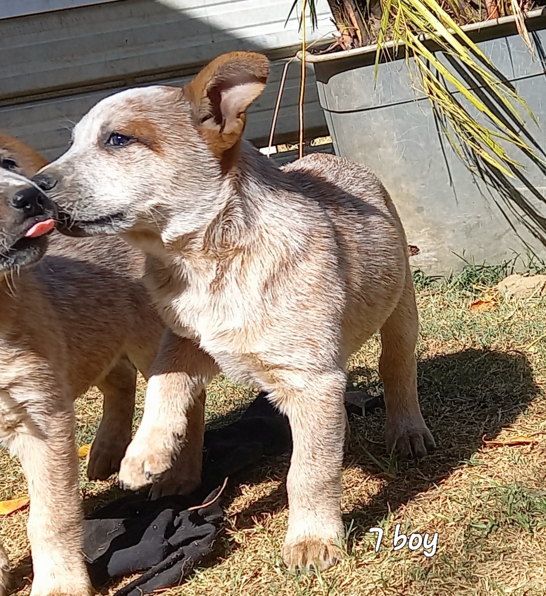 Australian Cattle Dog Pups Blueys and Red, Stumpy and Long tailed