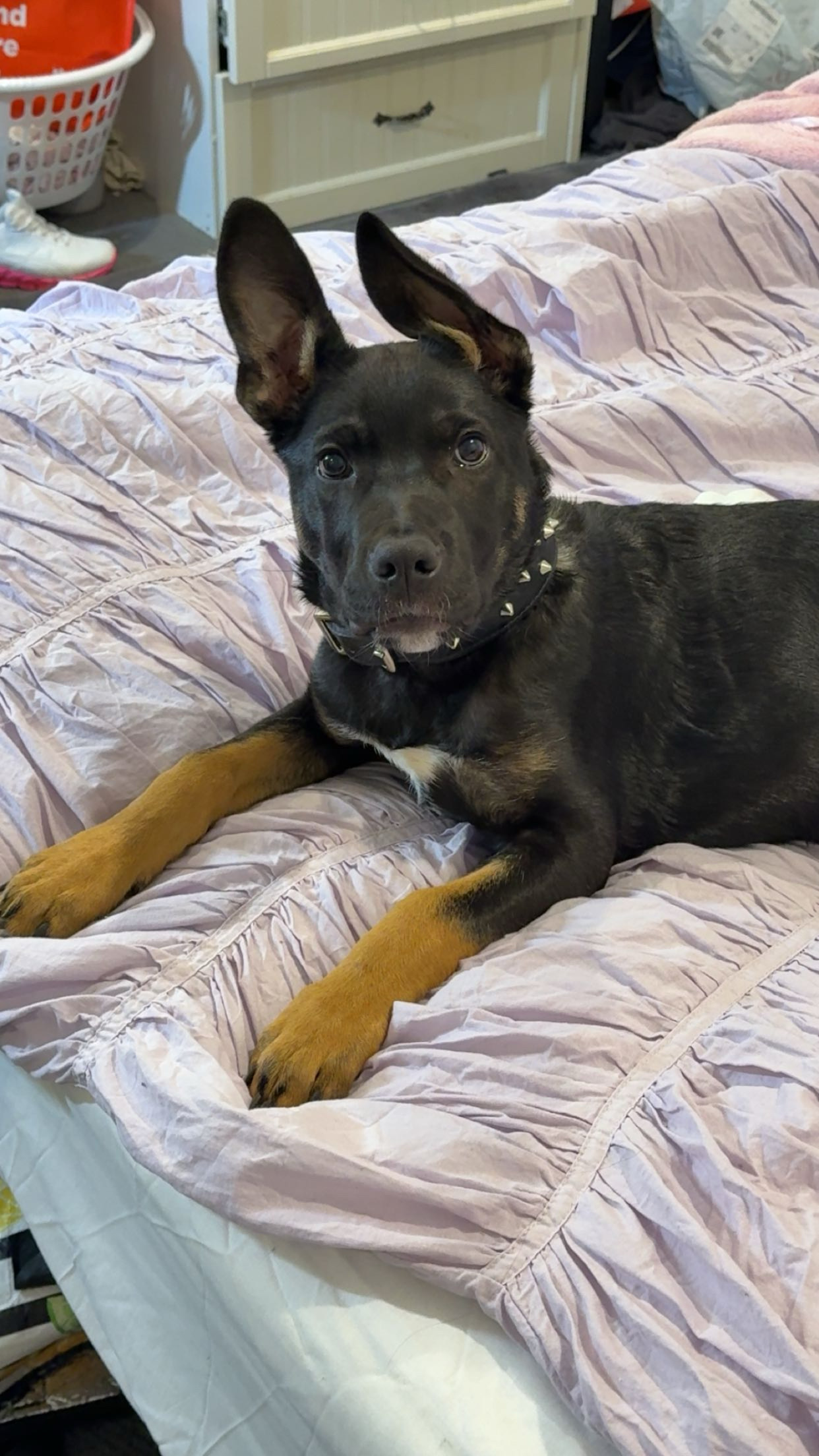 German Shepherd – Saint Albans