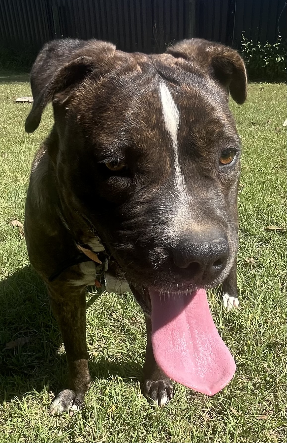 Other Dogs – Greenbank