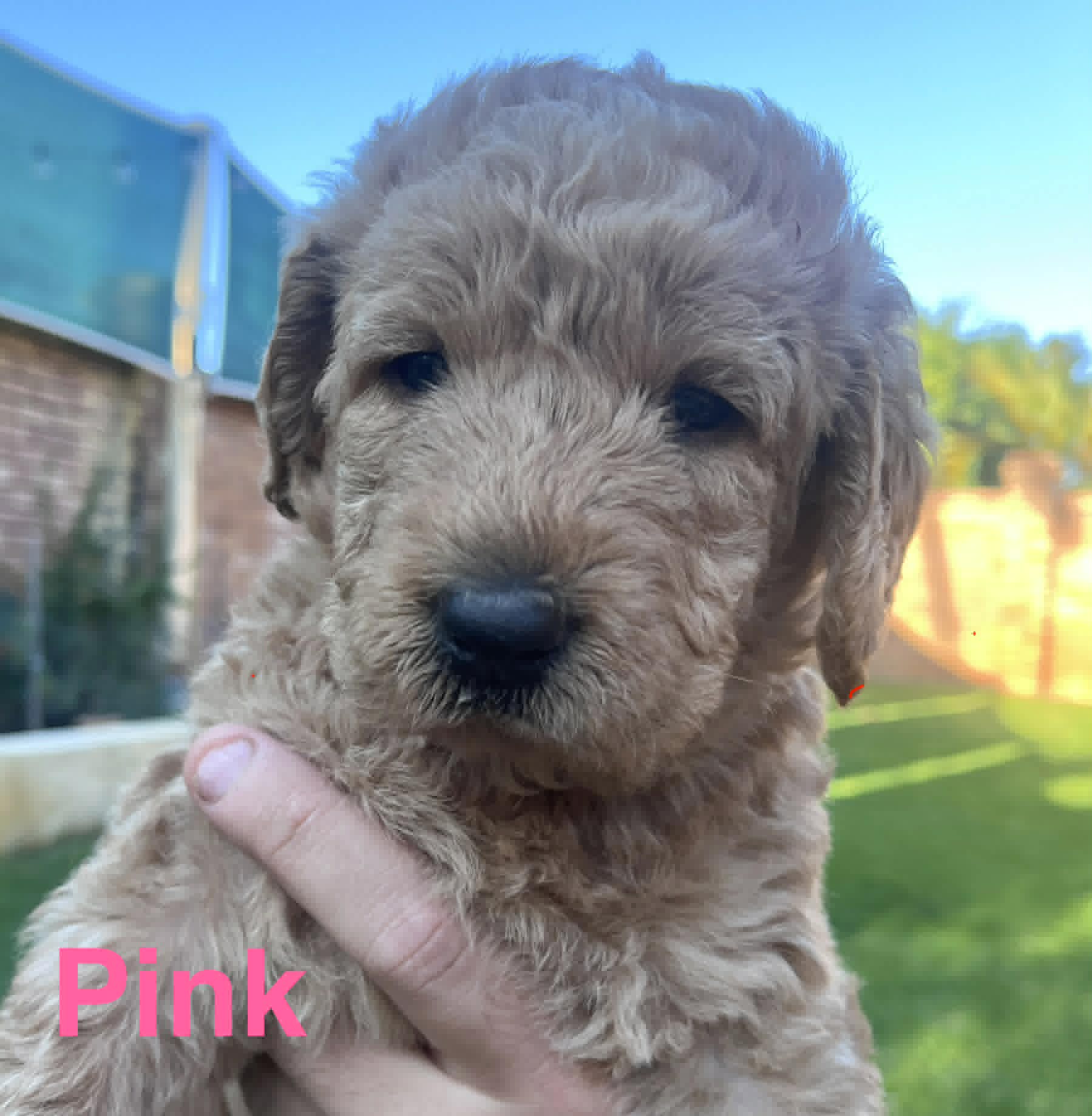 Labradoodle – Noranda