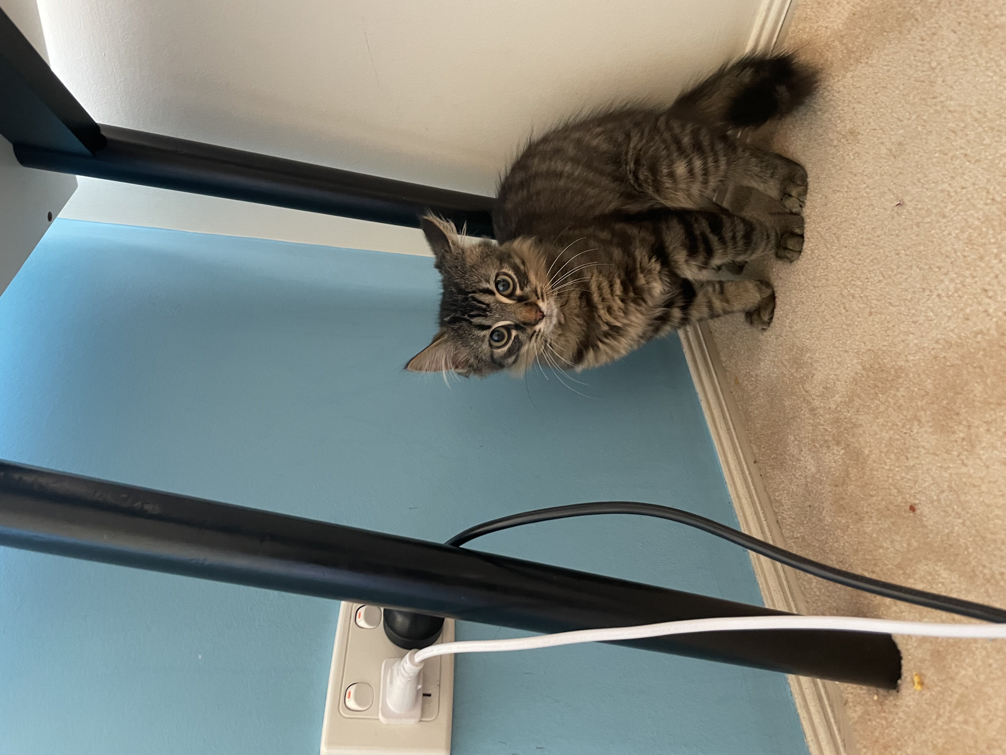 Other Cats – Cranbourne