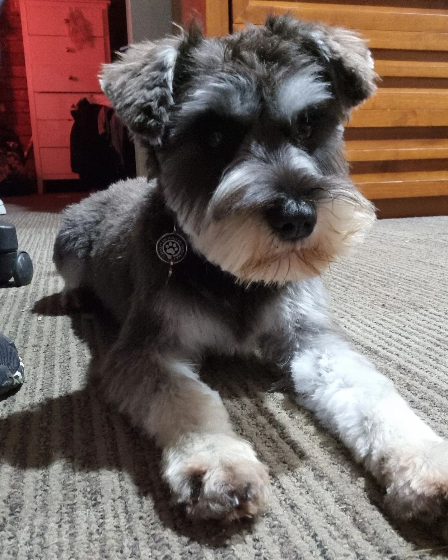 Schnauzer (Miniature) – Wilton