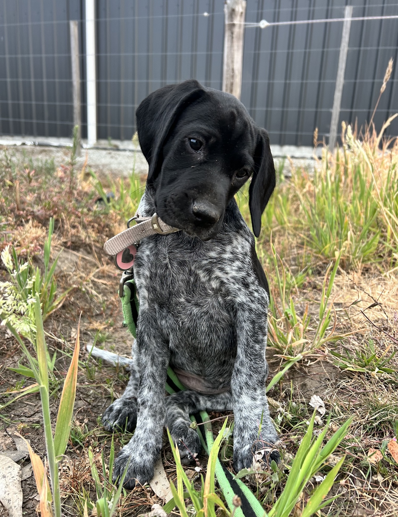 German Shorthaired Pointer - Knoxfield