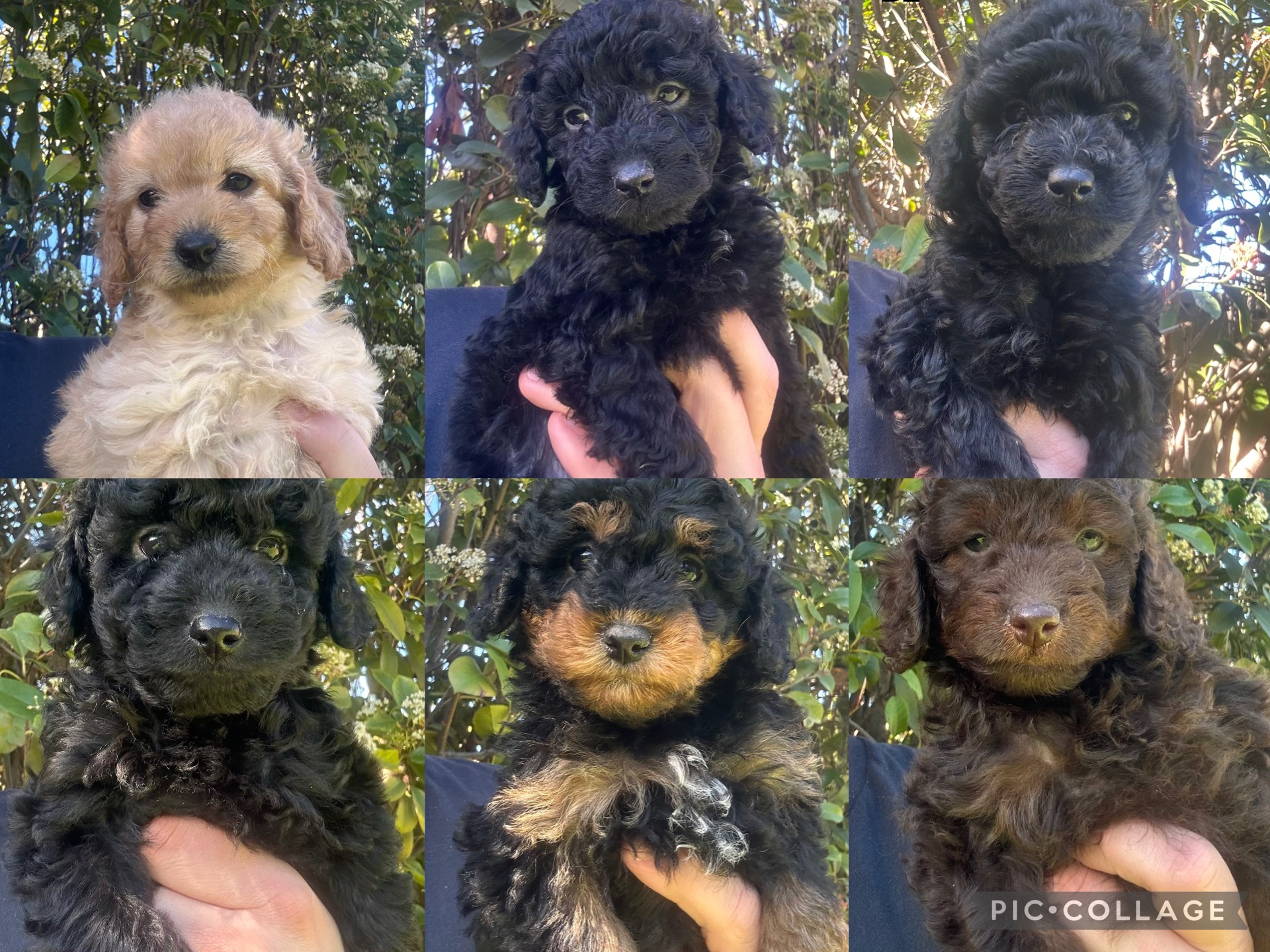 Cavoodle – Highbury