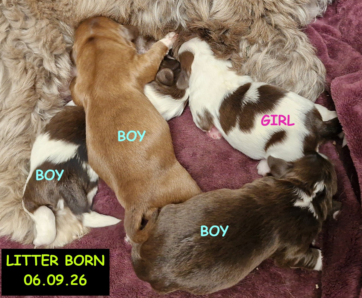 Shih Tzu – Bellmere