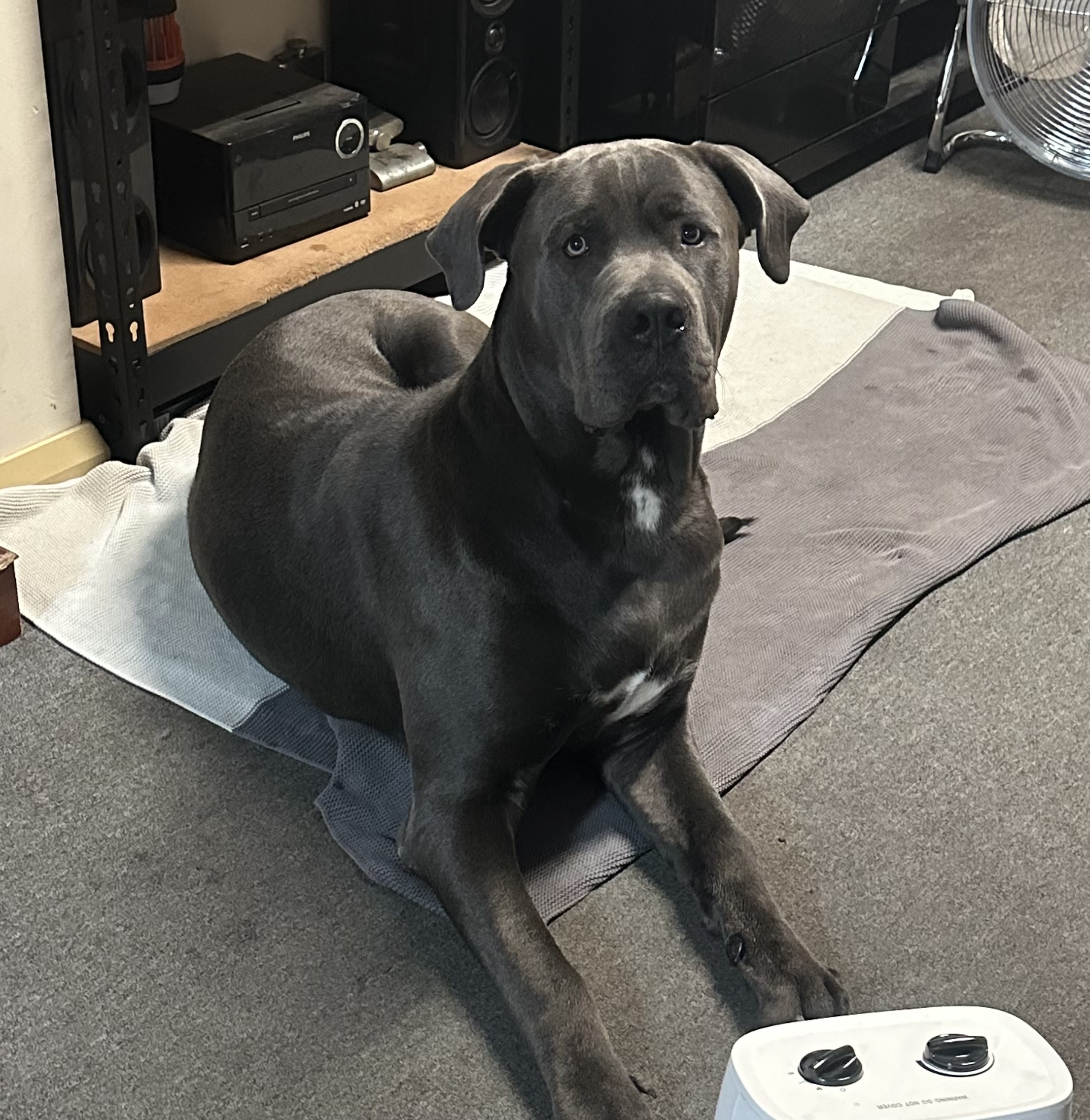 Great Dane – Malaga