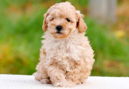 Fluffy Cute Poochon (Poodle x Bichon) Puppies Available Now