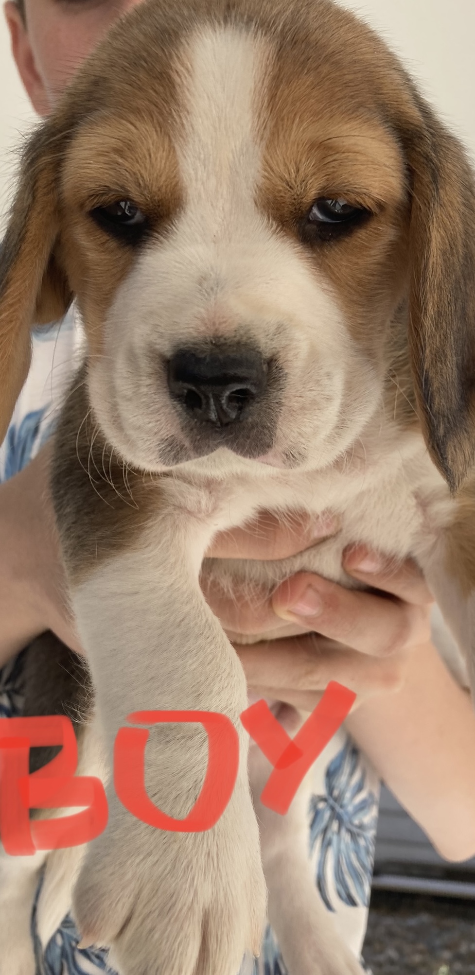 Pure beagle babies ready July 10