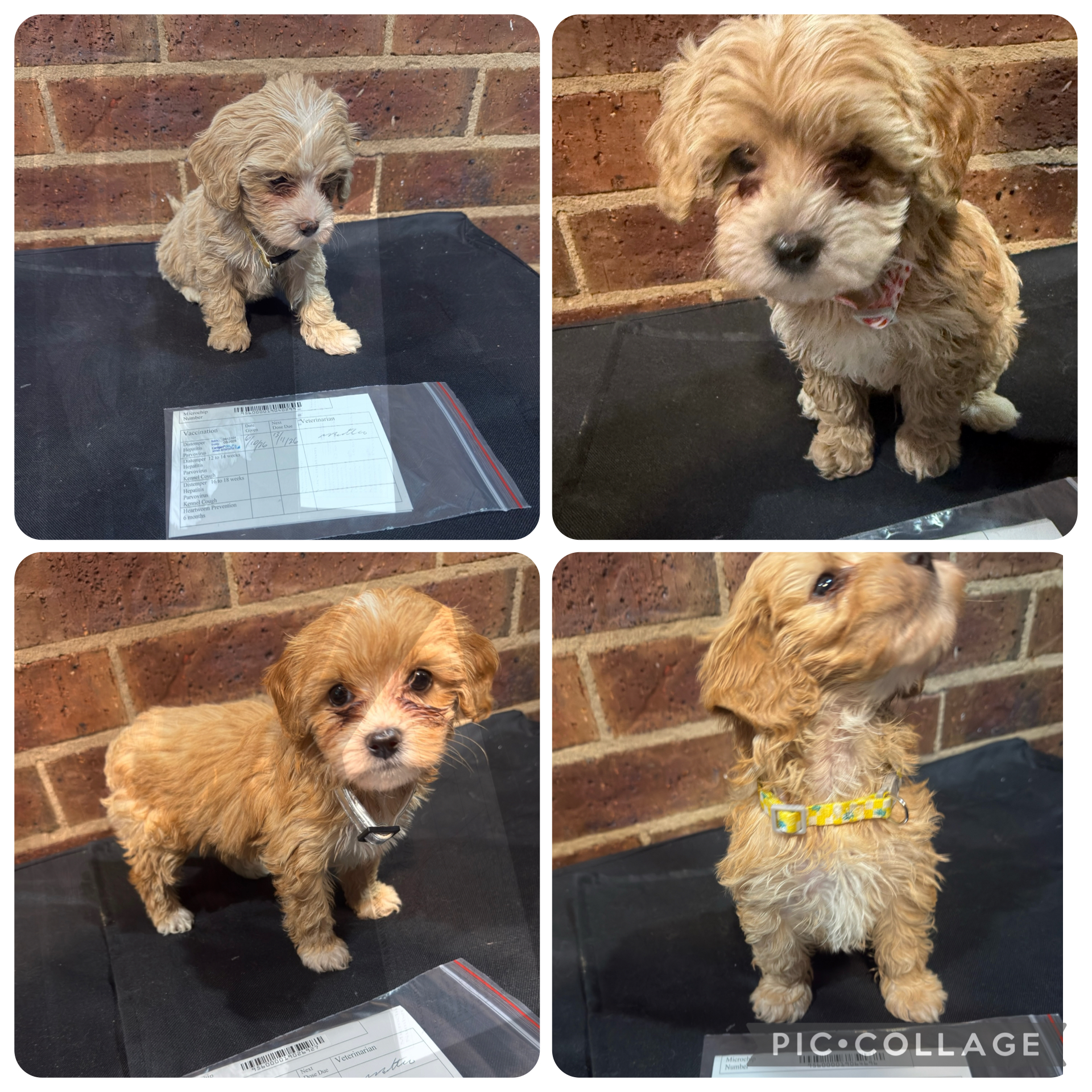 Cavoodle – Point Cook