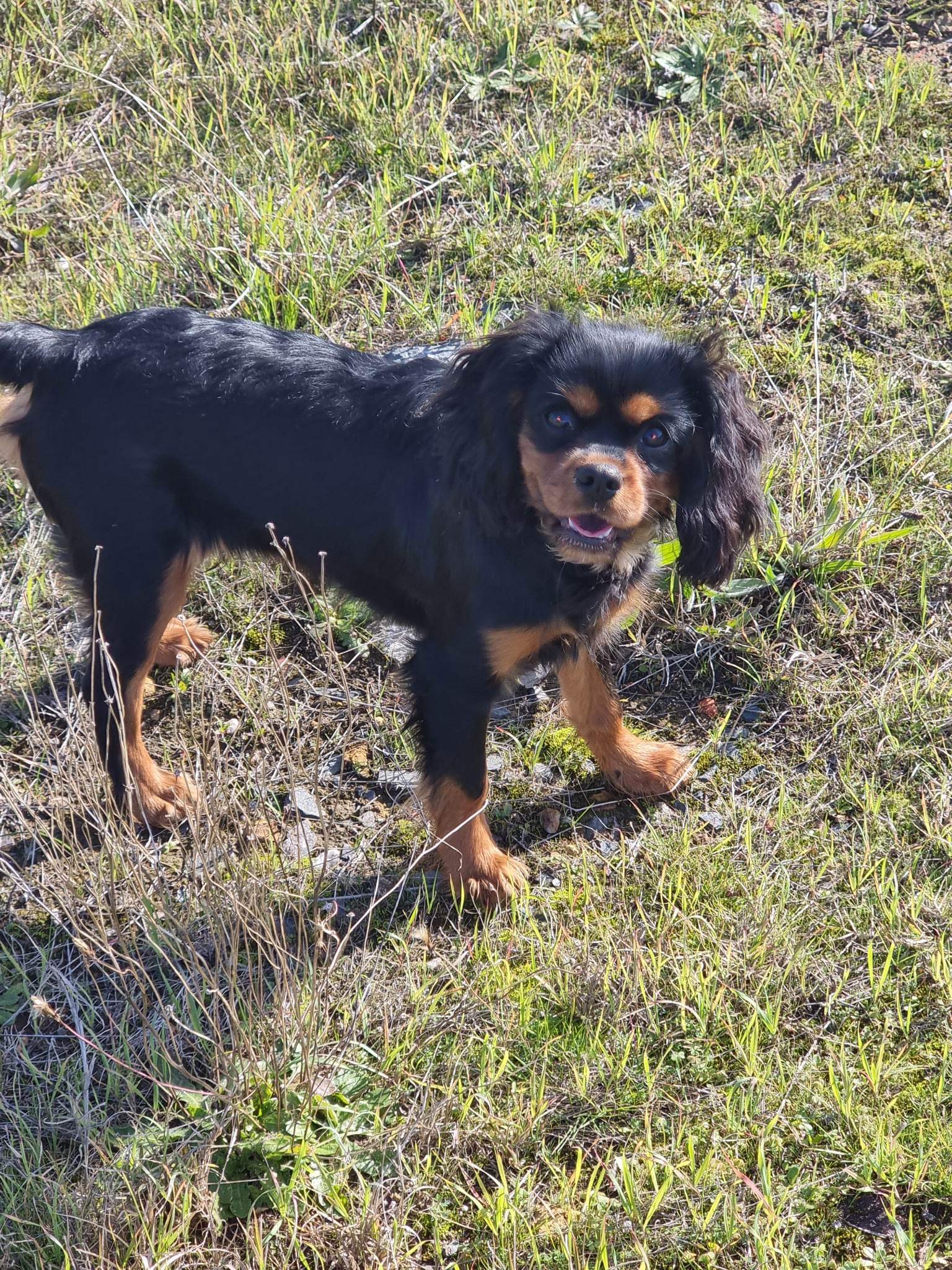 Cavalier puppies for sale