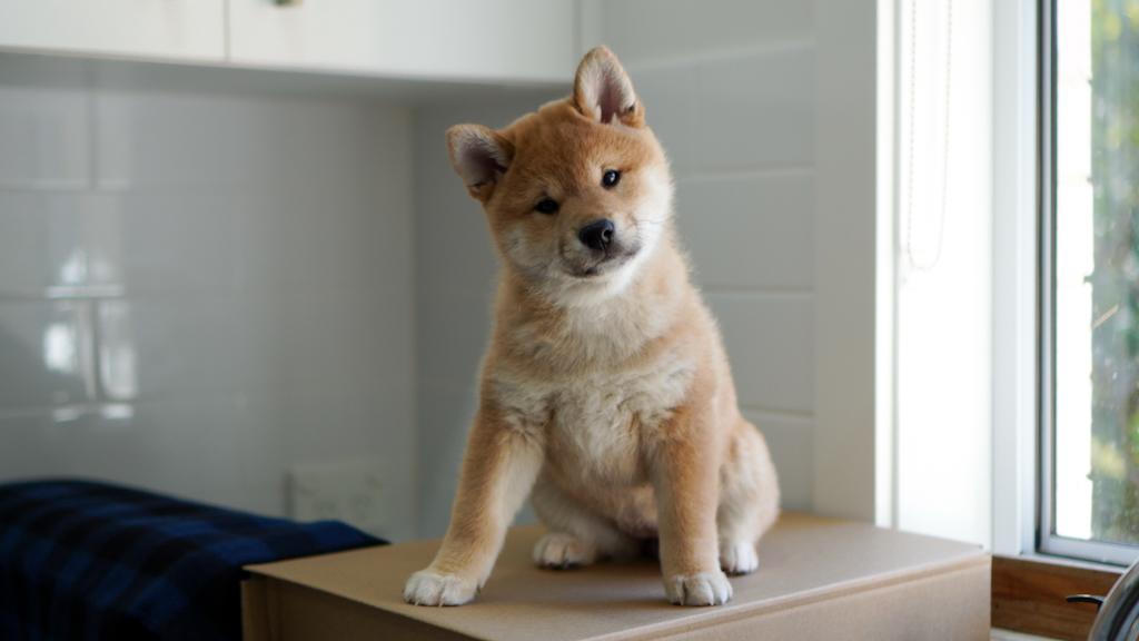 Shiba Inu – Turramurra